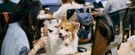 【犬猫好き必見!】実践的SNSマーケティ
ングスキルを磨くインターン!