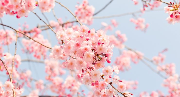 桜　春